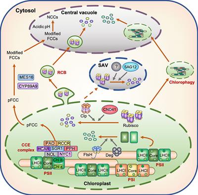 Frontiers | Molecular Basis Of Nitrogen Starvation-induced Leaf Senescence